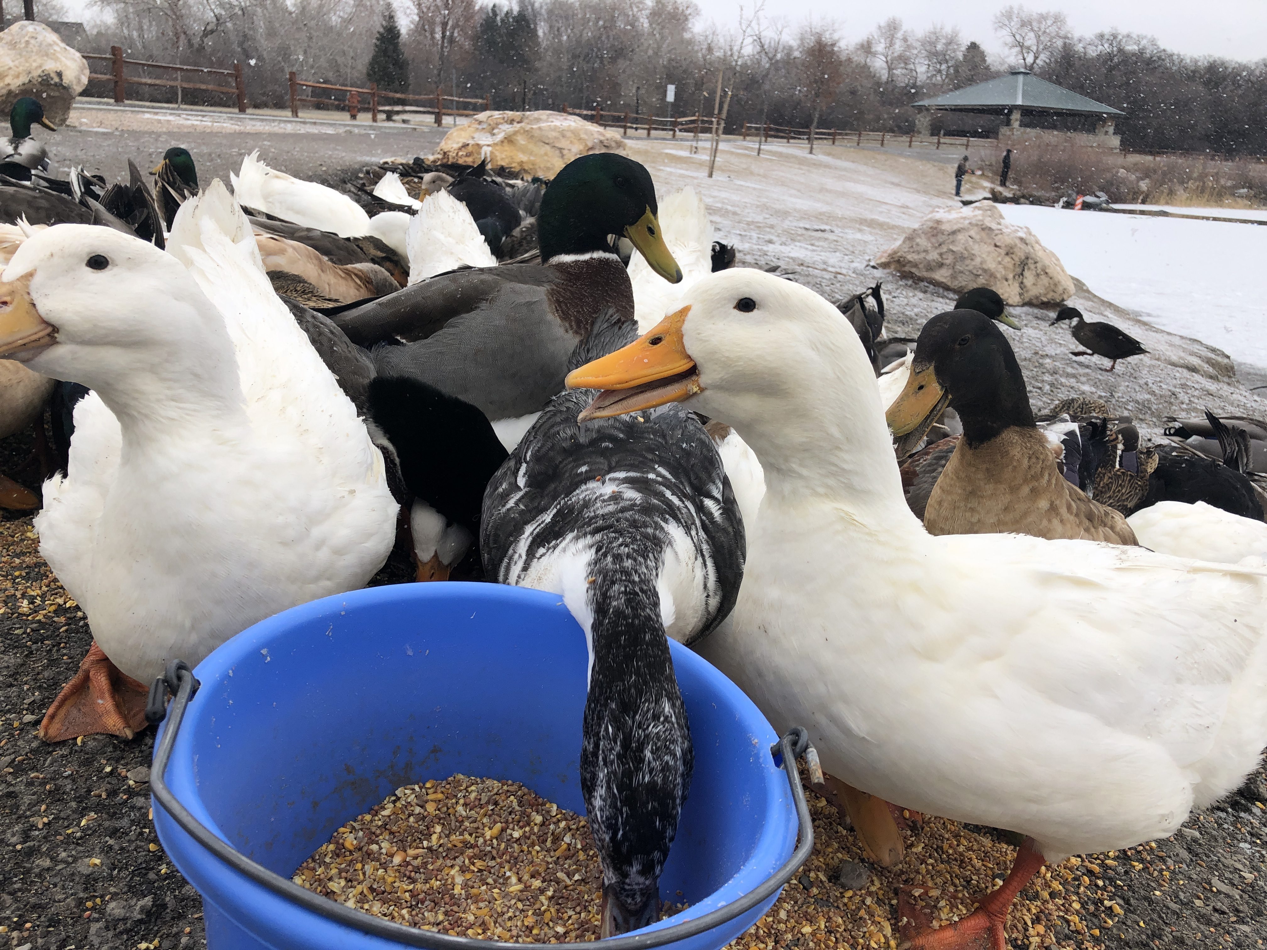 starving dumped ducks