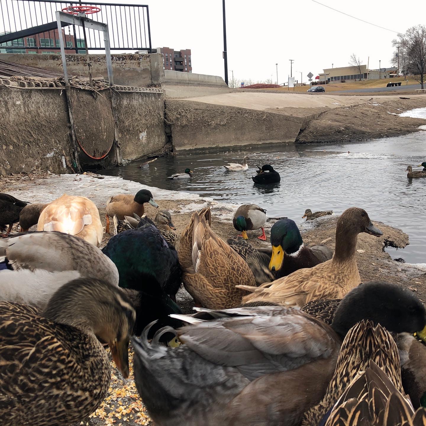 dumped ducks