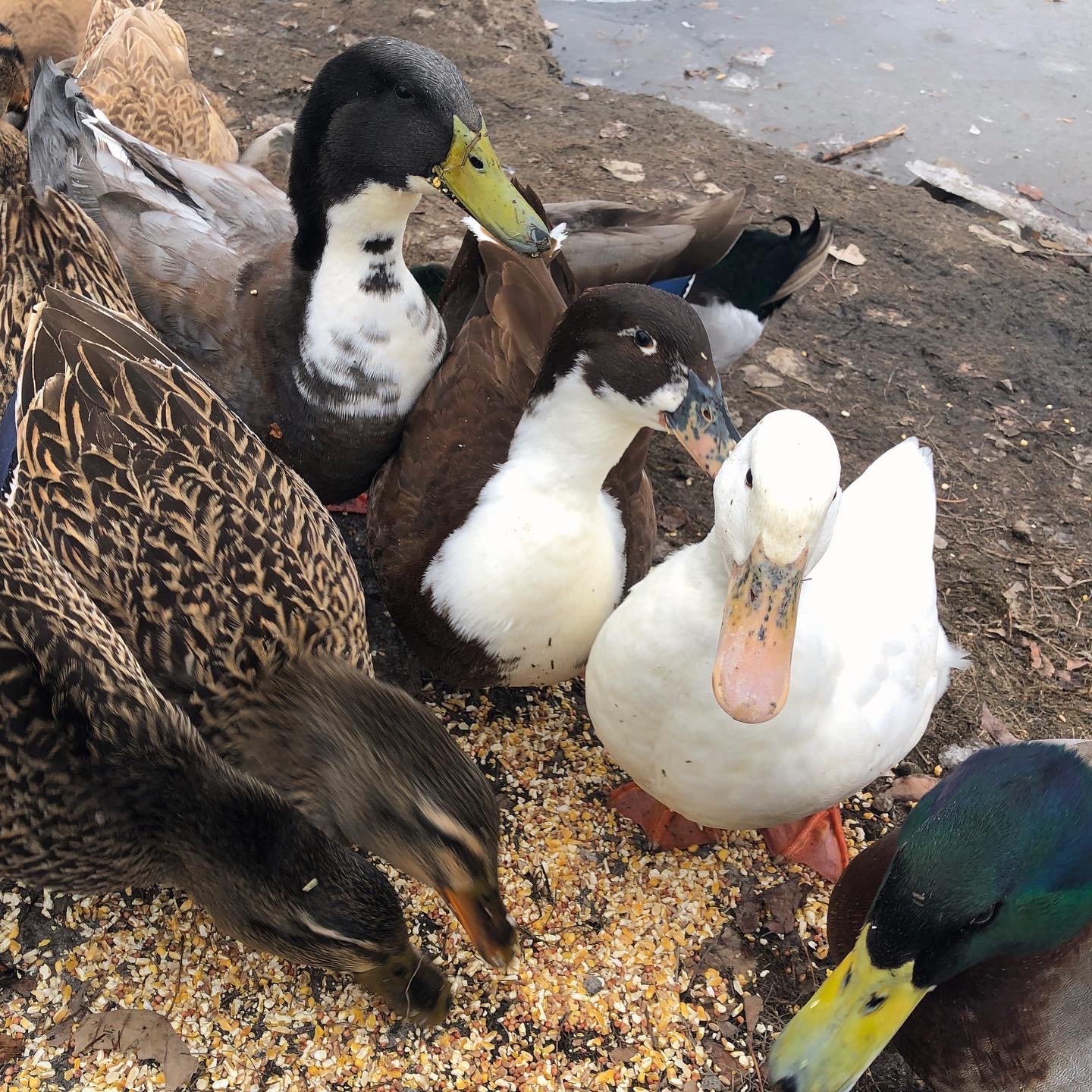 Ducks Painted Wood Duck Mallards Lake Plastic Grocery Bag Rag Sock Holder