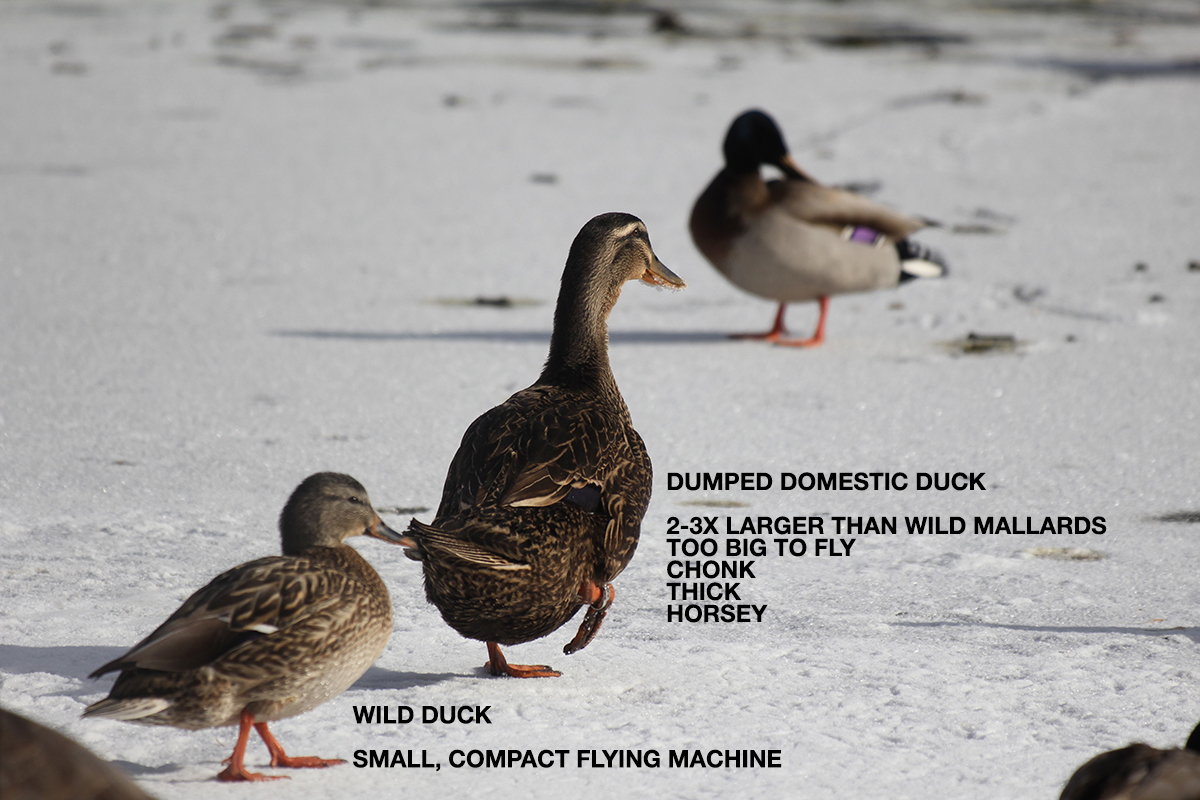 wild versus domestic ducks