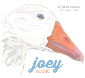 joey goose