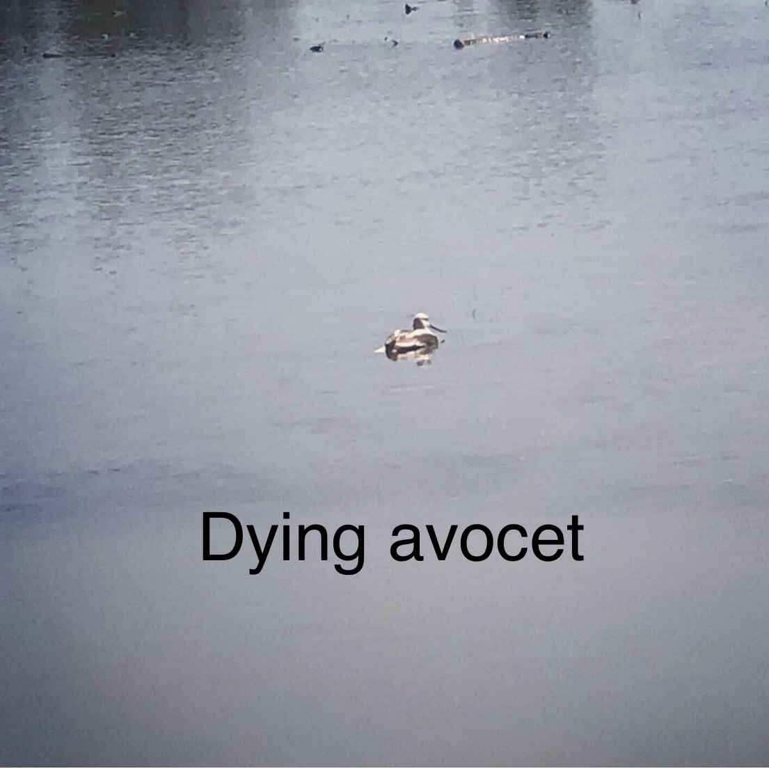 dying avocet