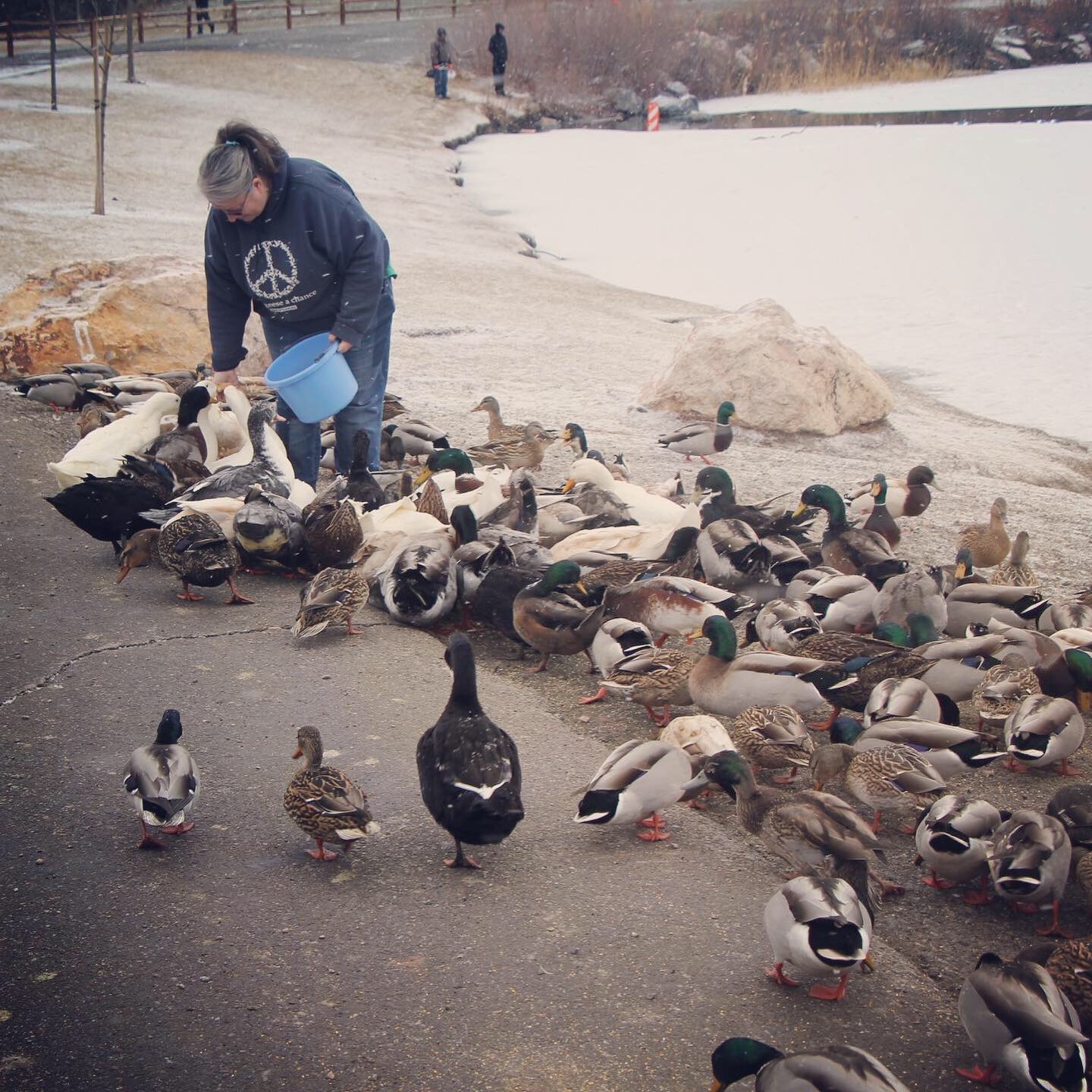 feeding dumped ducks