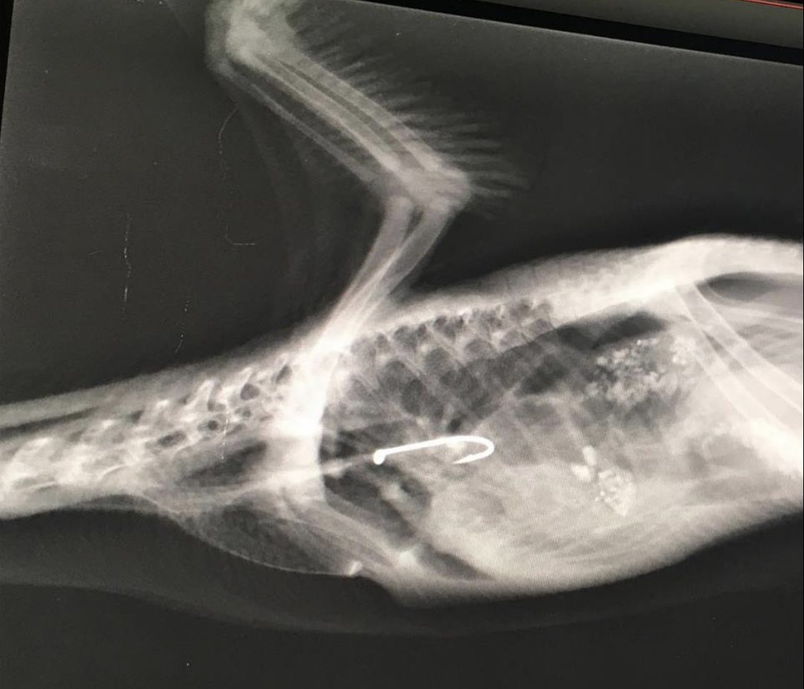 x-ray duckling hook