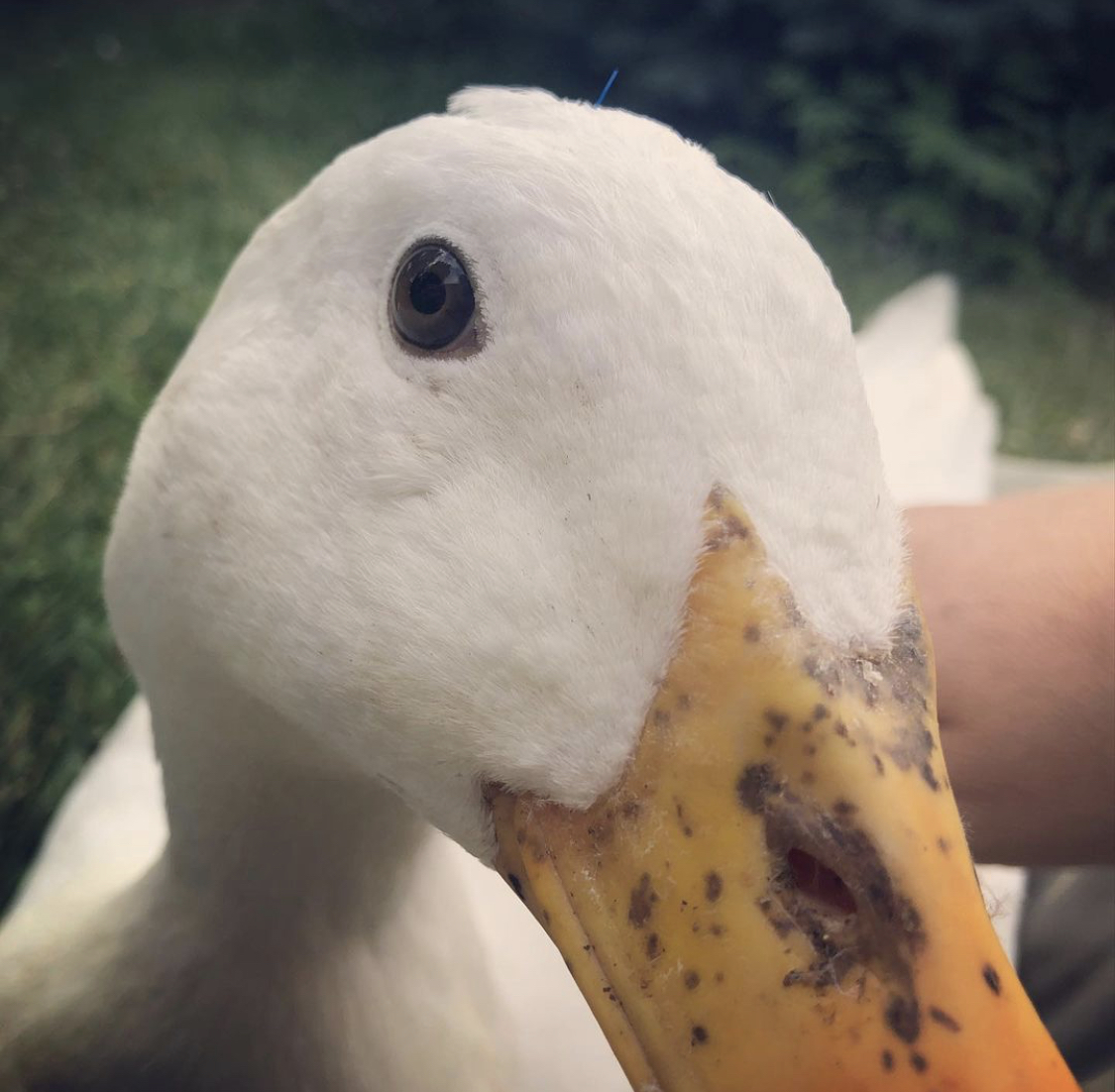 Effie the one-eyed duck
